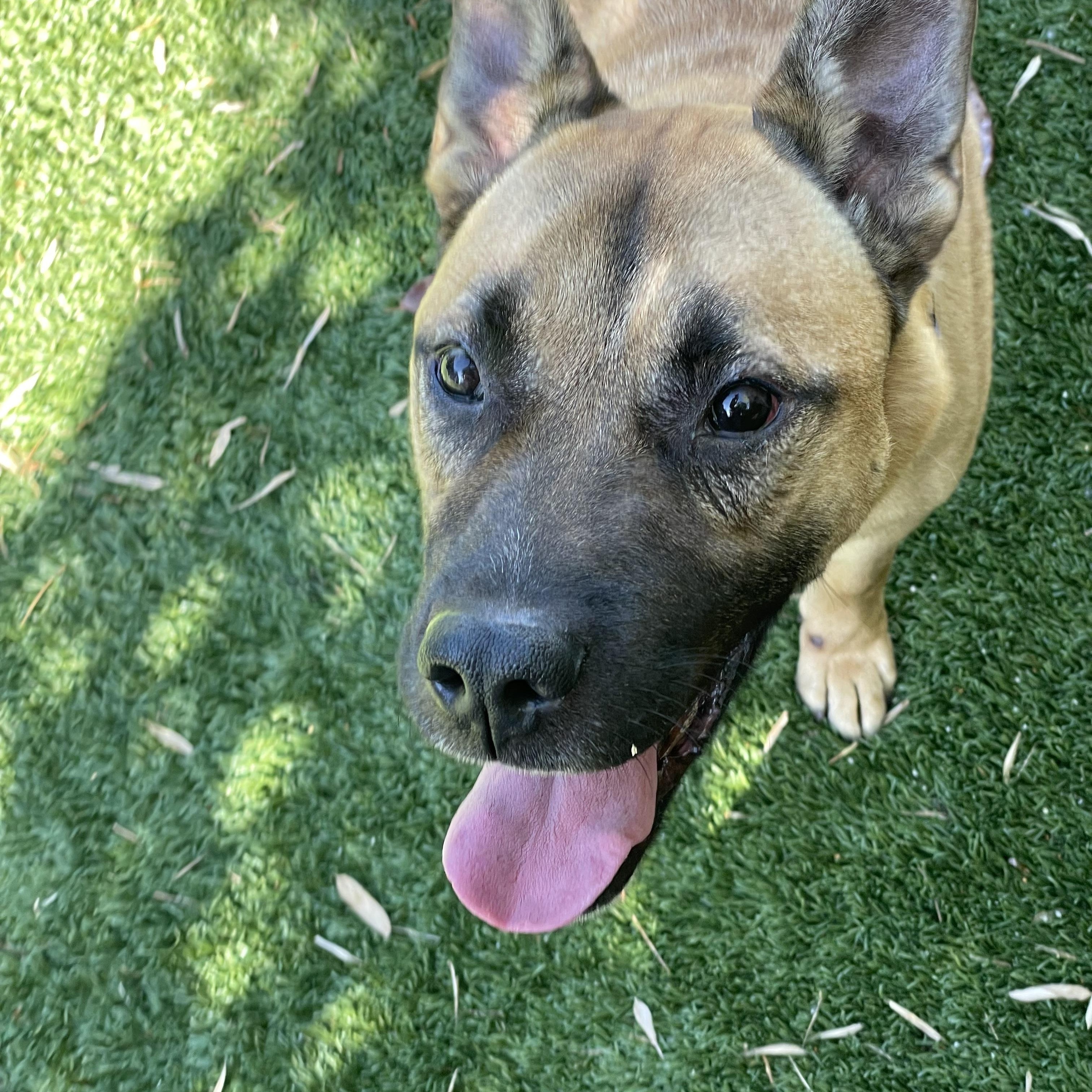 Brian, ADOPTABLE, Adult Male German Shepherd Dog.