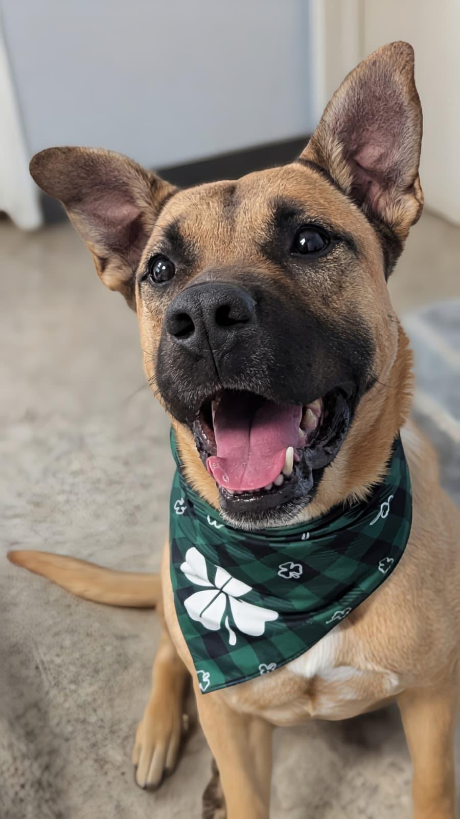 Enlarge Brian, a ADOPTABLE mixed breed in Ferndale, WA image 2/5