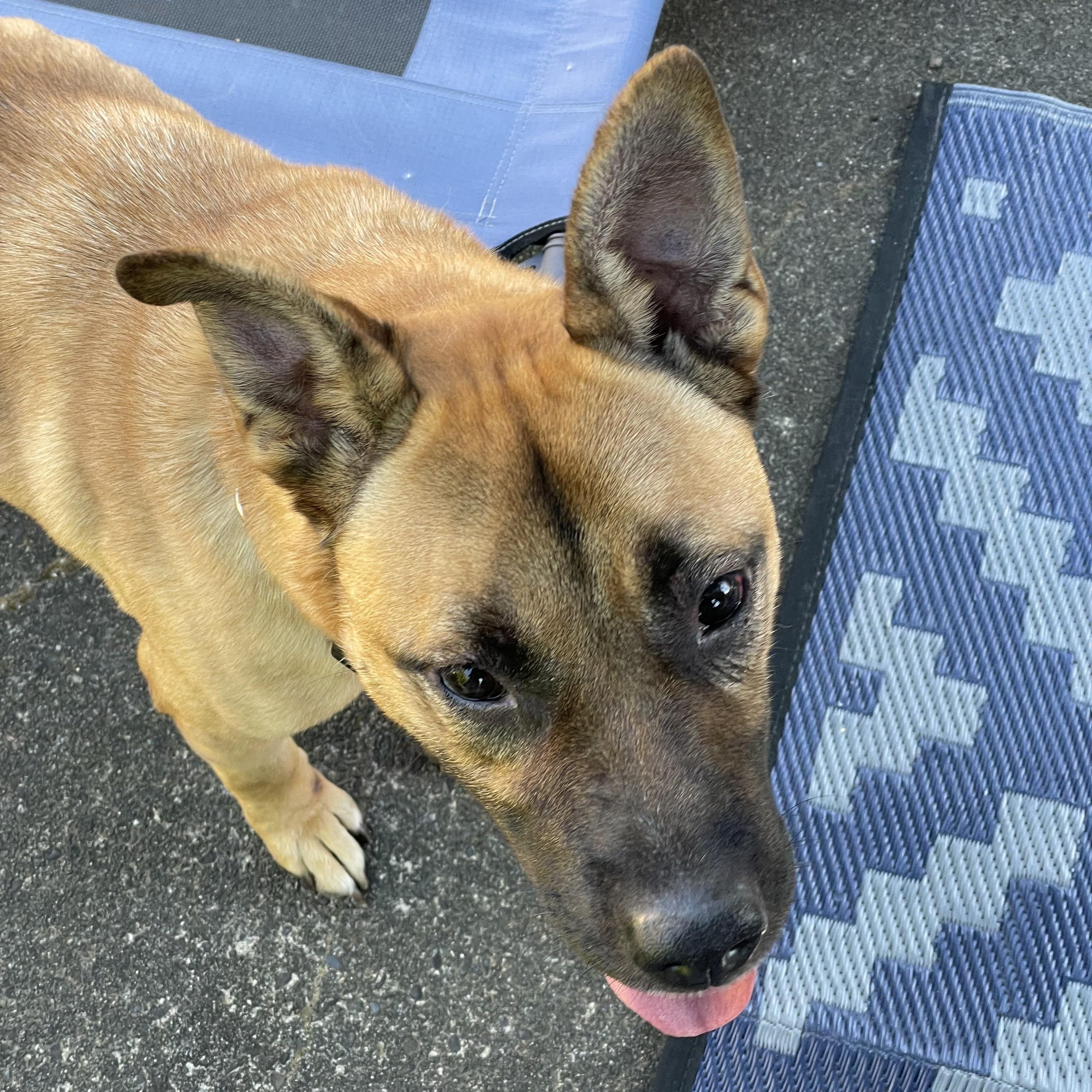 Enlarge Brian, a ADOPTABLE mixed breed in Ferndale, WA image 6/6