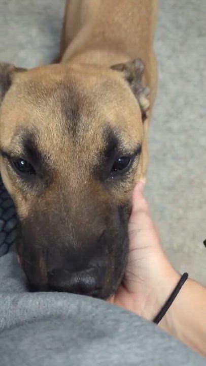 Enlarge Brian, a ADOPTABLE mixed breed in Ferndale, WA video 4/5