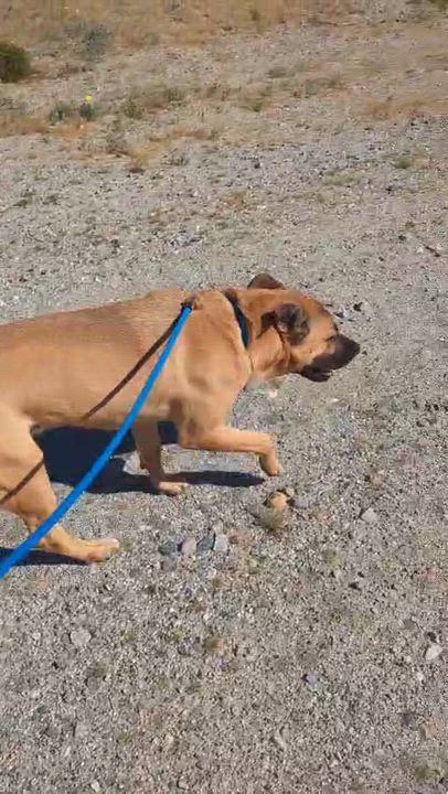 Enlarge Brian, a ADOPTABLE mixed breed in Ferndale, WA video 5/5