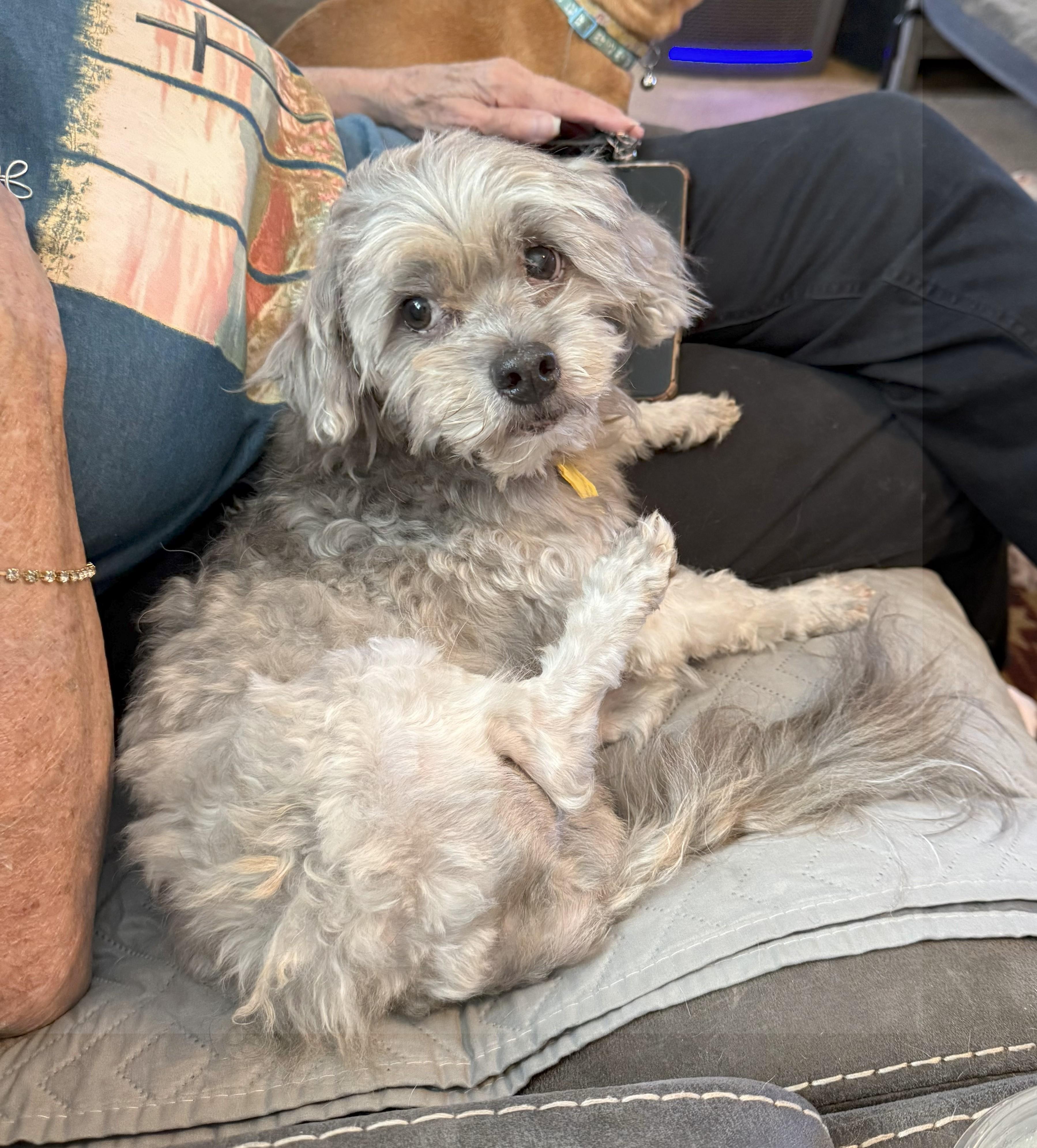 Smokey/ Elvis, Adopted, Adult Male Shih Tzu.