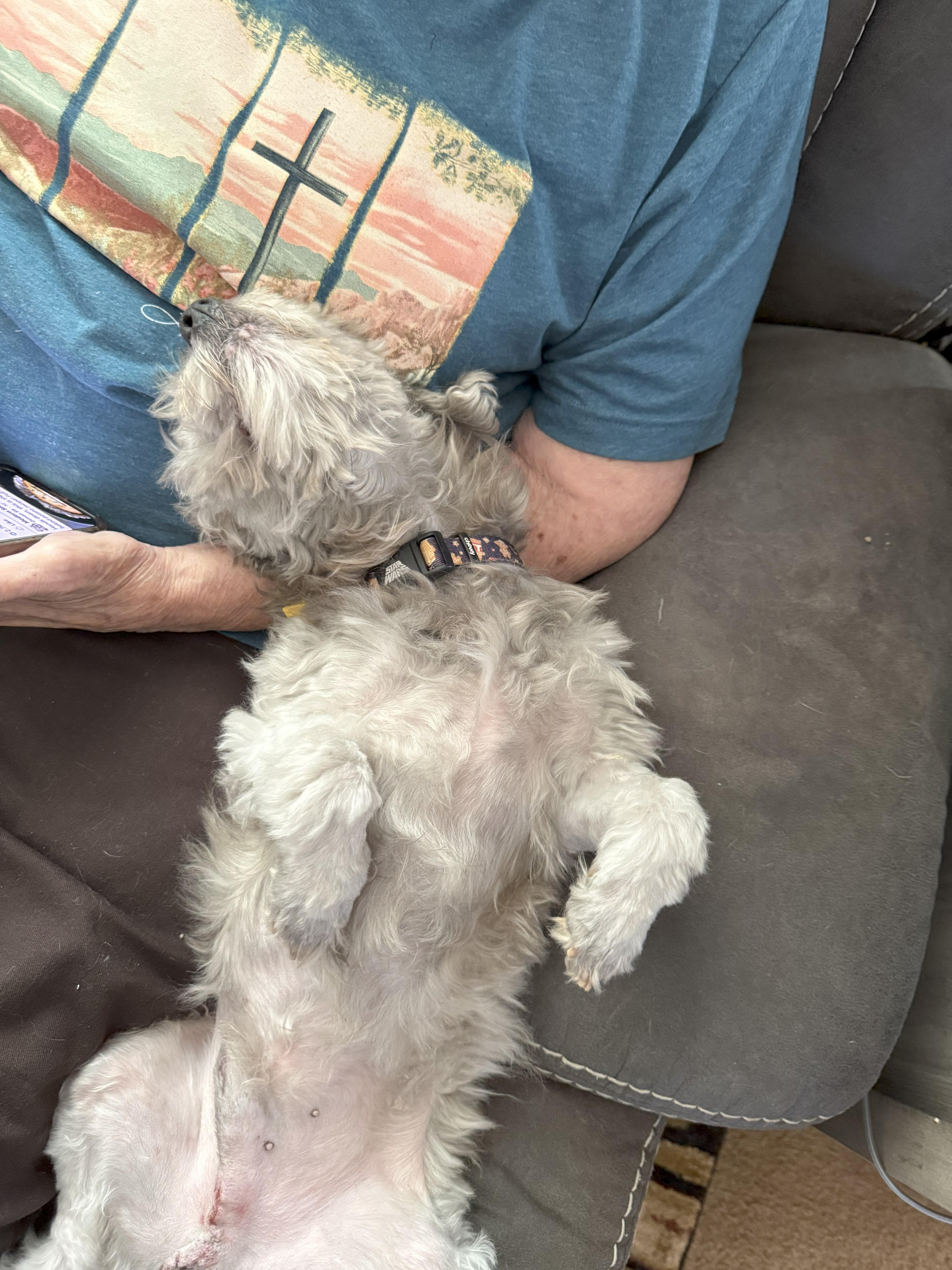 Smokey/ Elvis, a Adopted mixed breed in Yukon, OK image 2/3