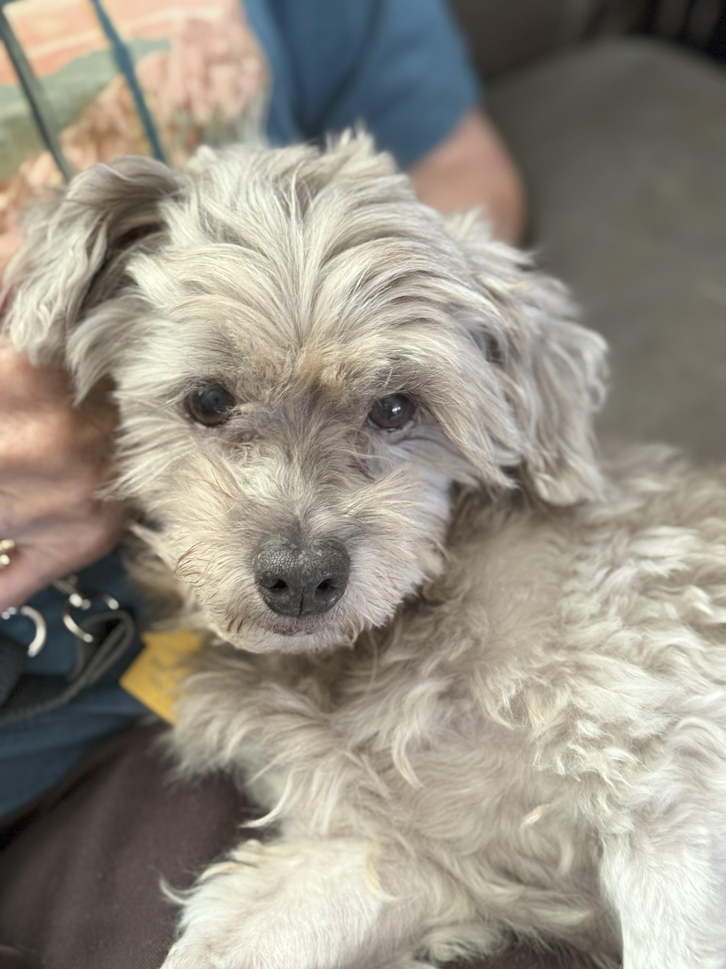 Smokey/ Elvis, a Adopted mixed breed in Yukon, OK image 3/3