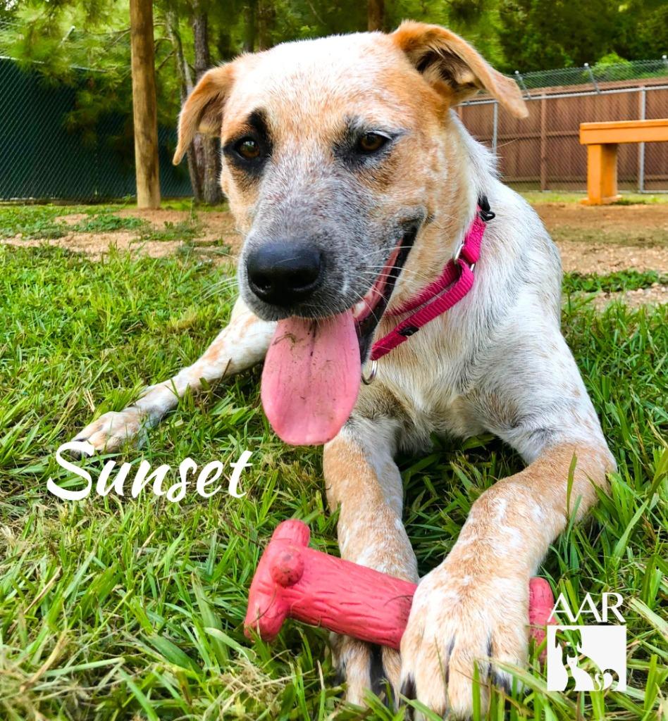 Enlarge Sunset, a Adoptable mixed breed in Magnolia, TX image 3/6