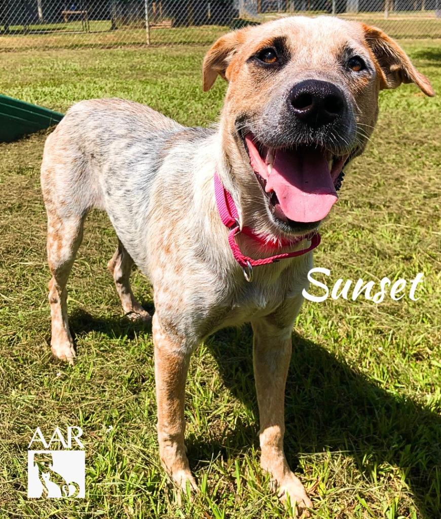 Enlarge Sunset, a Adoptable mixed breed in Magnolia, TX image 4/6