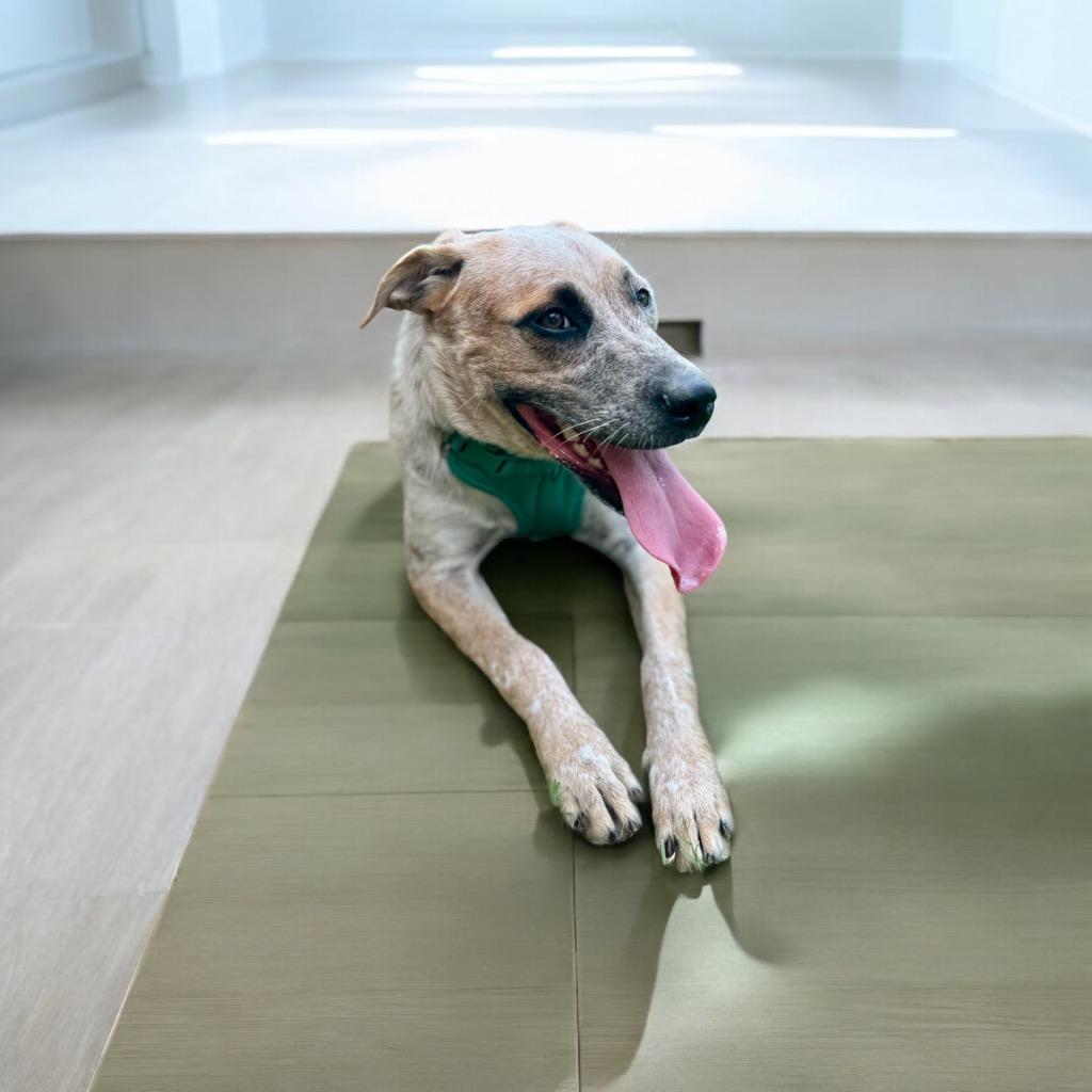 Enlarge Sunset, a Adoptable mixed breed in Magnolia, TX image 3/6