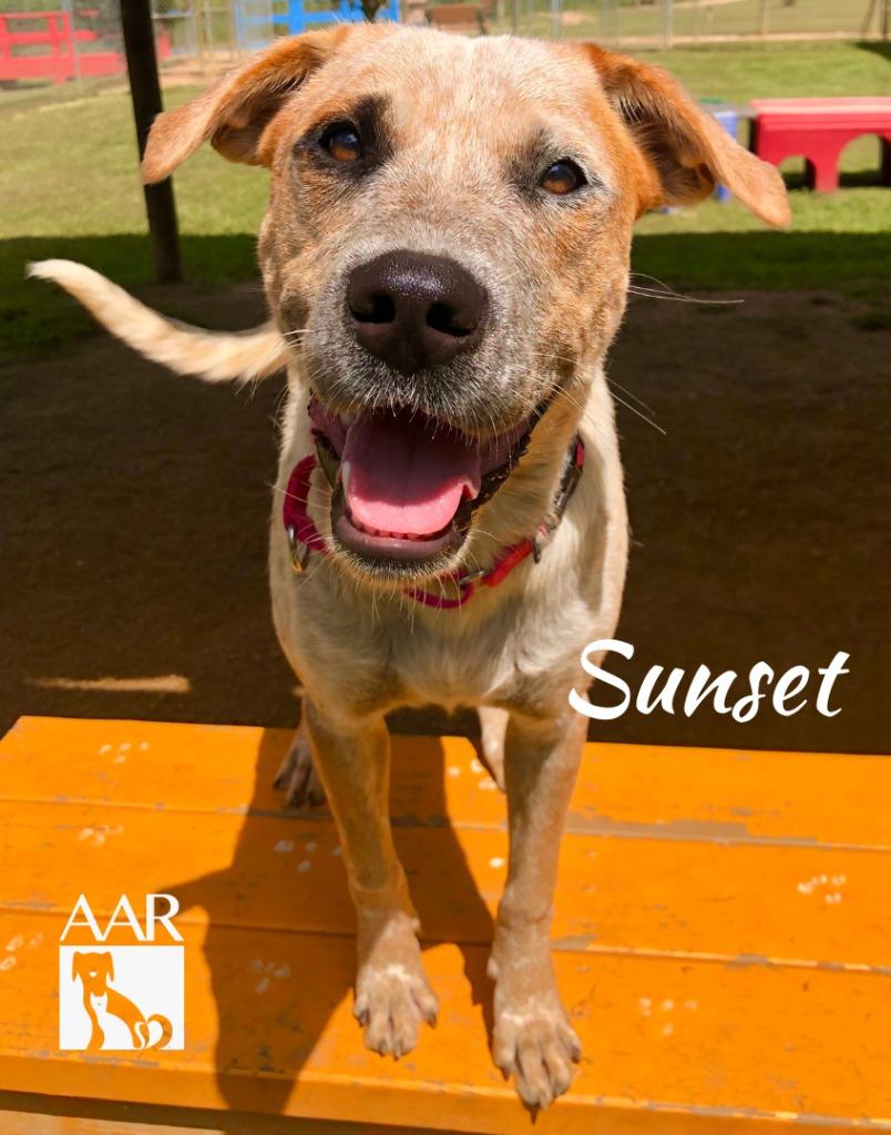 Enlarge Sunset, a Adoptable mixed breed in Magnolia, TX image 4/6