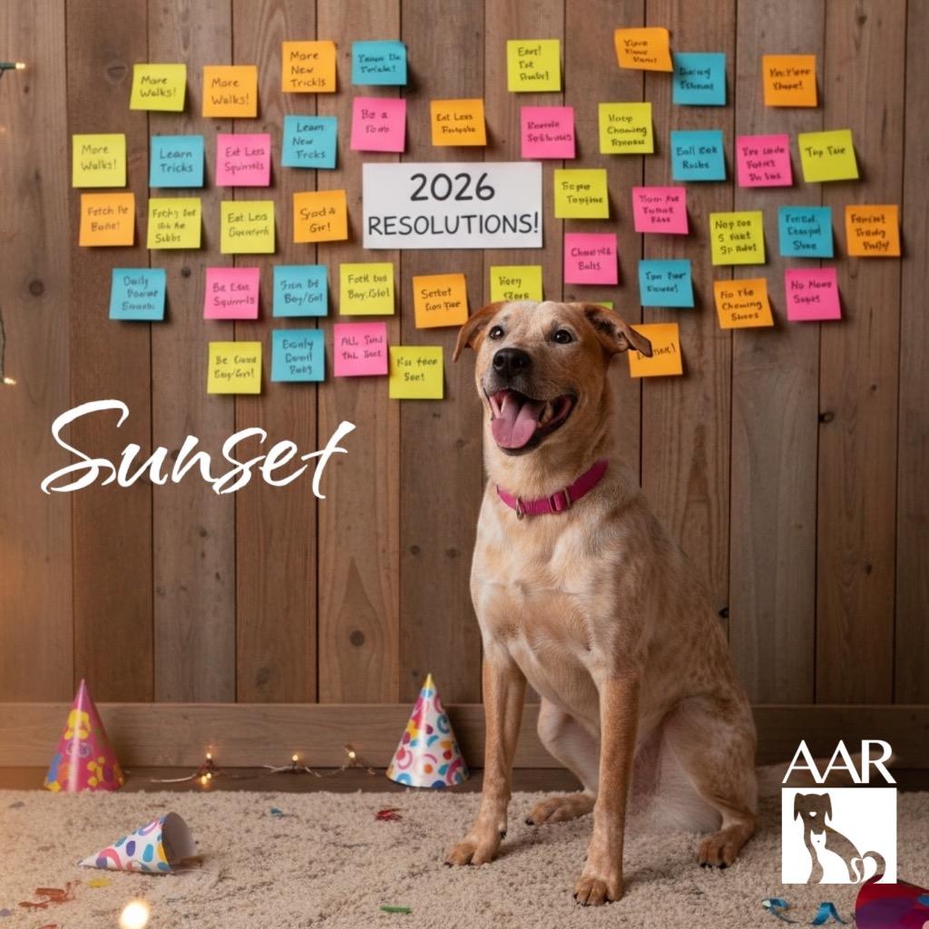 Enlarge Sunset, a Adoptable mixed breed in Magnolia, TX image 5/6