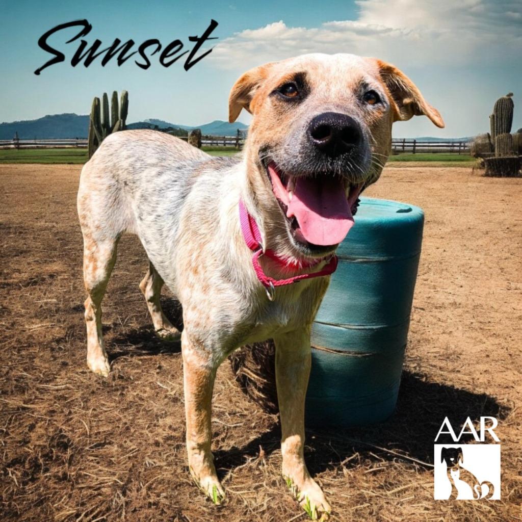 Enlarge Sunset, a Adoptable mixed breed in Magnolia, TX image 5/6