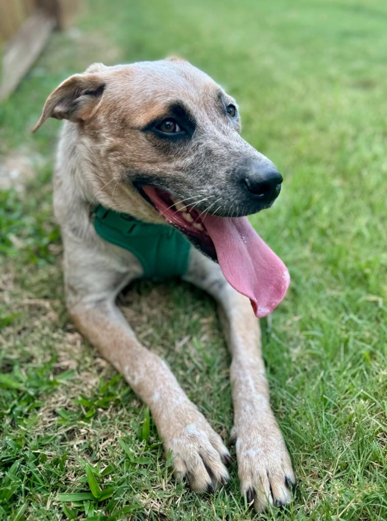 Enlarge Sunset, a Adoptable mixed breed in Magnolia, TX image 6/6