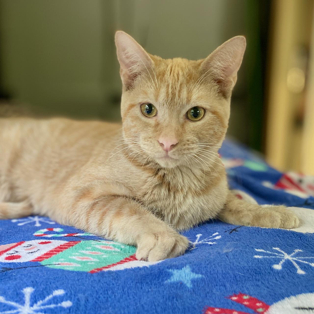 Enlarge Opie, a Adoptable Domestic Short Hair in Jasper, GA image 1/3