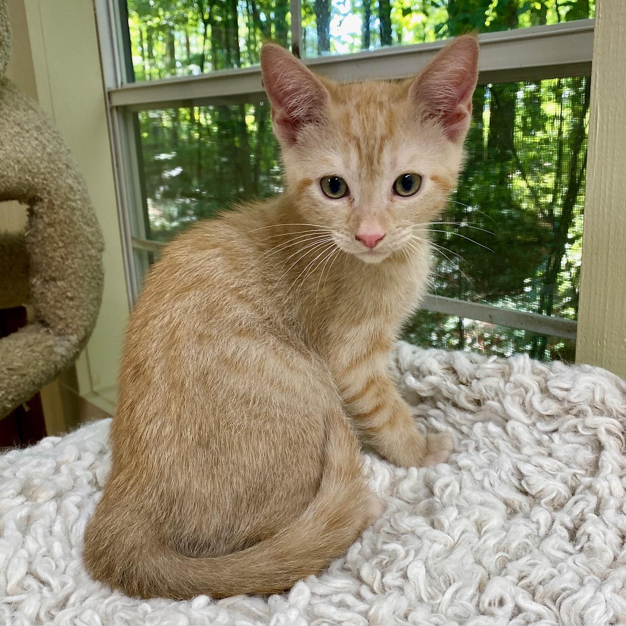 Enlarge Opie, a Adoptable Domestic Short Hair in Jasper, GA image 3/3