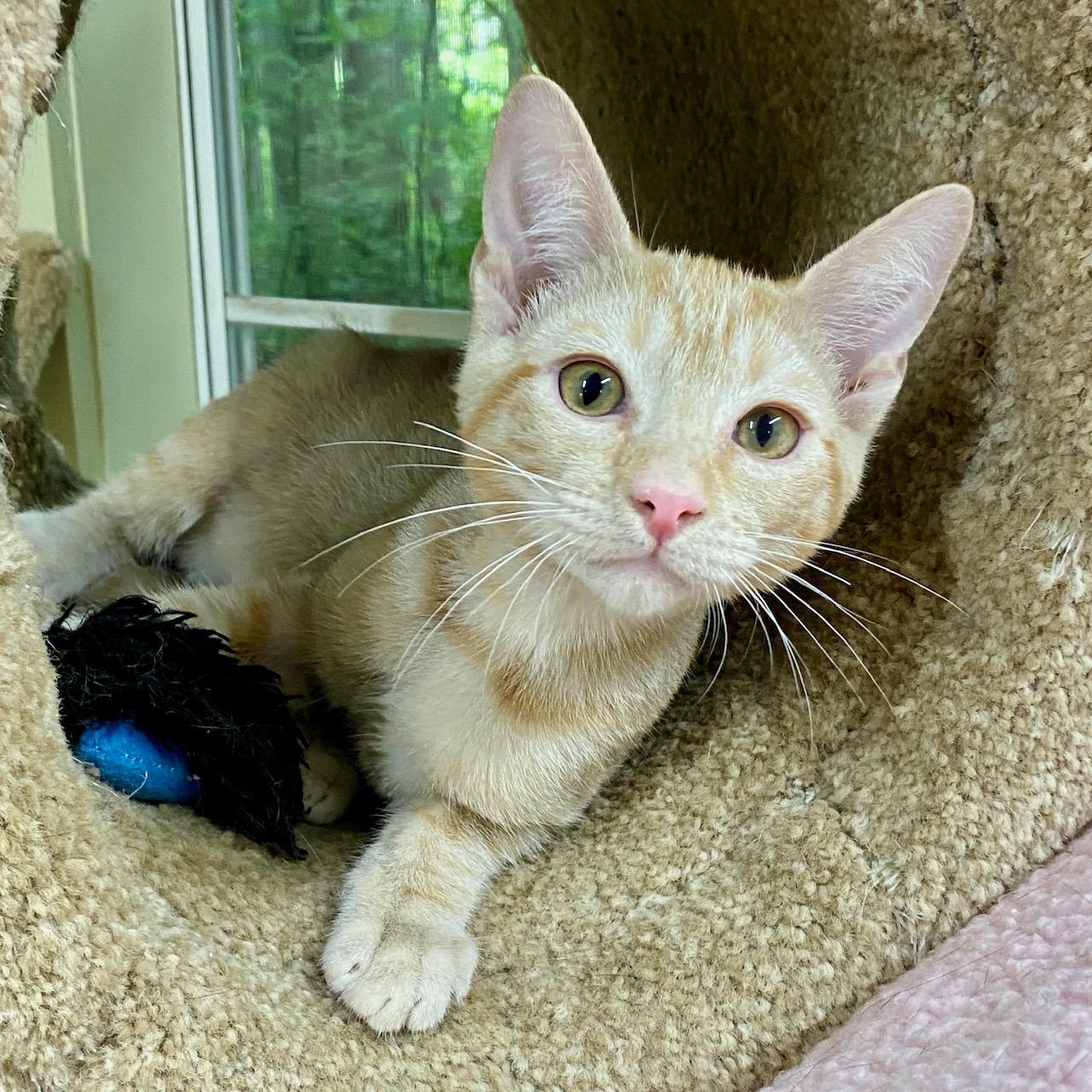 Enlarge Opie, a Adoptable Domestic Short Hair in Jasper, GA image 2/3