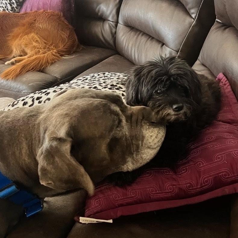 Enlarge Benny Binion, a Adoptable Mastiff in North Las Vegas, NV image 2/6