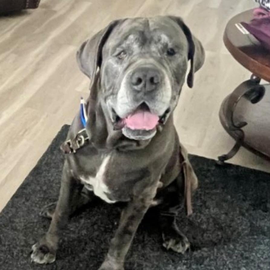 Enlarge Benny Binion, a Adoptable Mastiff in North Las Vegas, NV image 3/6