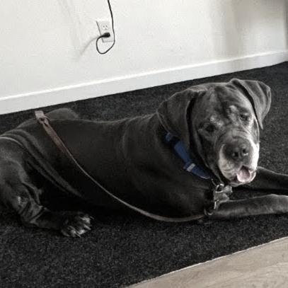 Enlarge Benny Binion, a Adoptable Mastiff in North Las Vegas, NV image 6/6