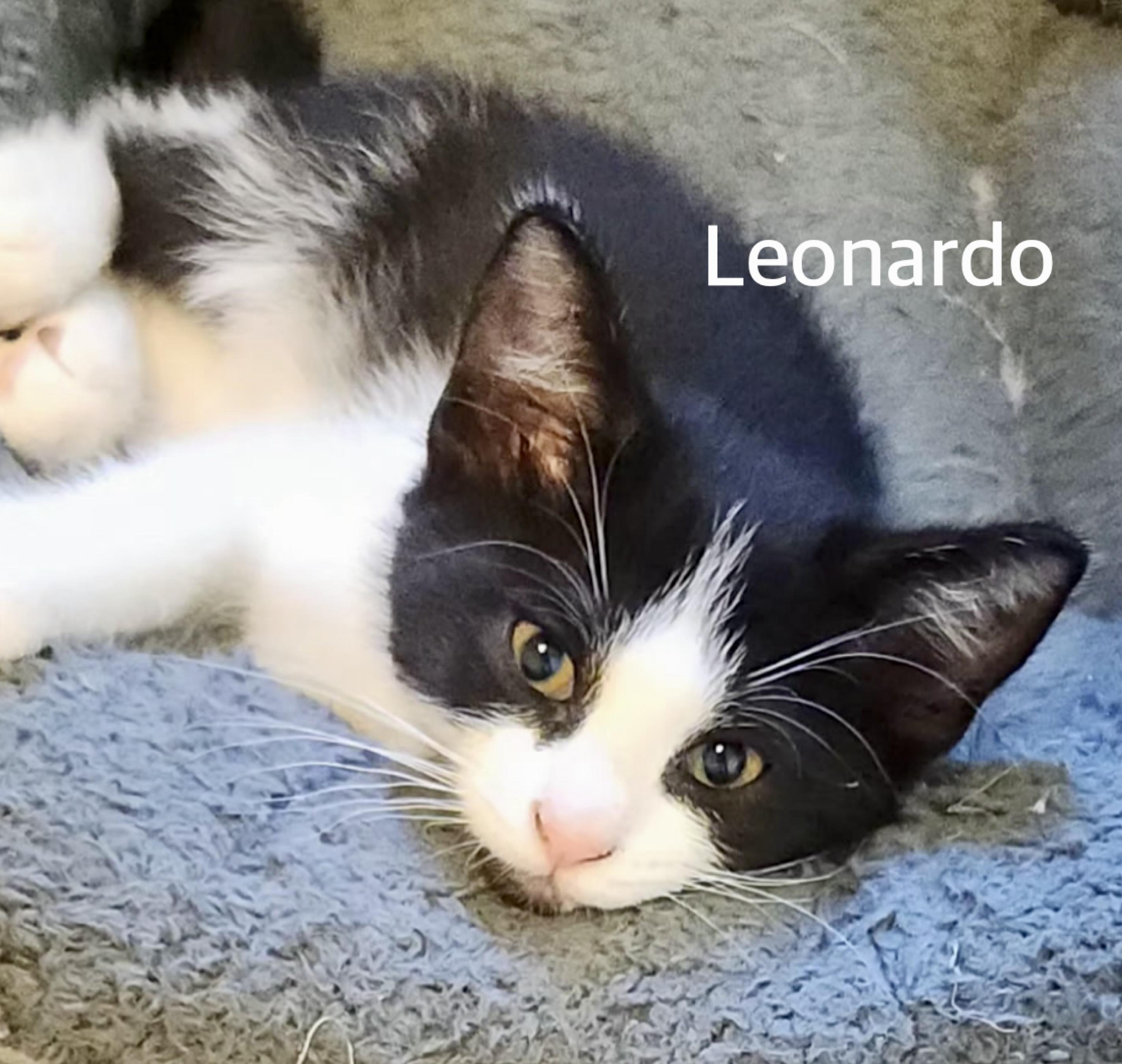 Leonardo, ADOPTABLE, Kitten Male Domestic Short Hair.