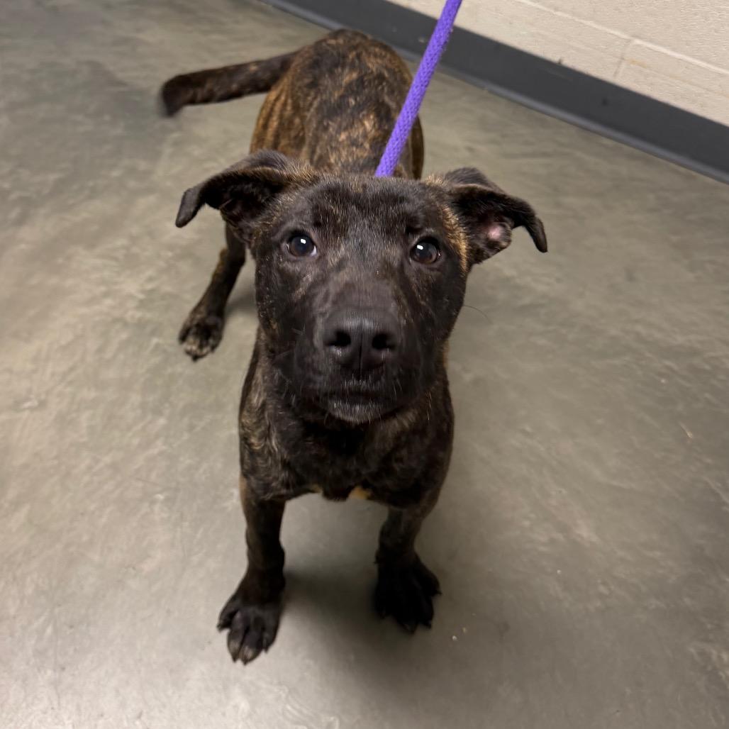 Elowyn, Adoptable, Young Female Mixed Breed.