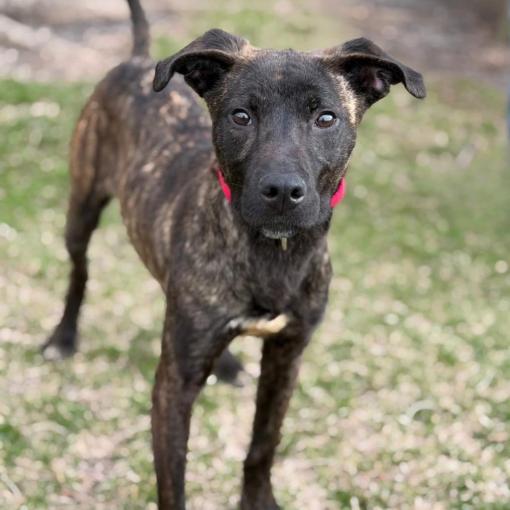 Enlarge Elowyn, a Adoptable Mixed Breed in DeKalb, IL image 2/3