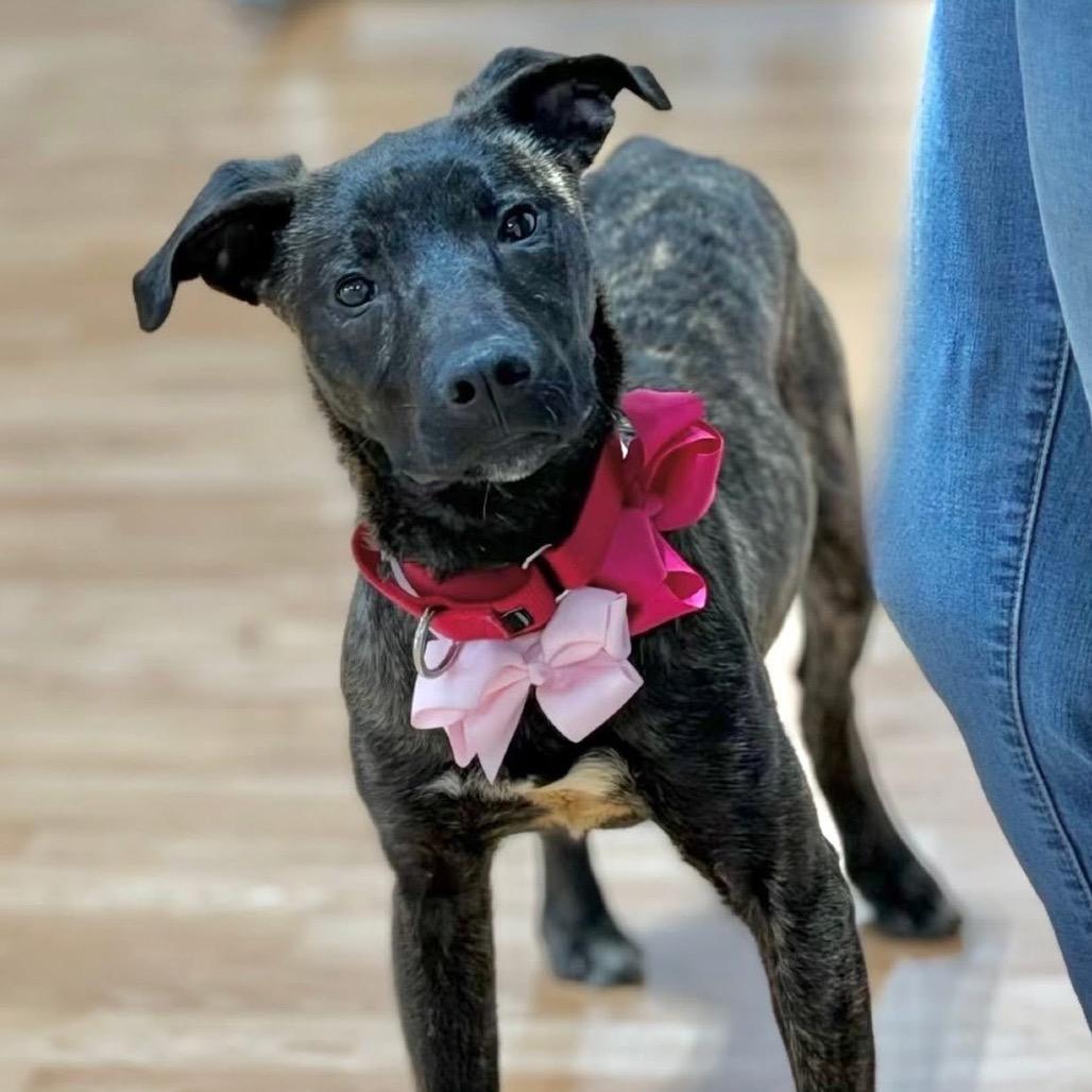 Enlarge Elowyn, a Adoptable Mixed Breed in DeKalb, IL image 3/3
