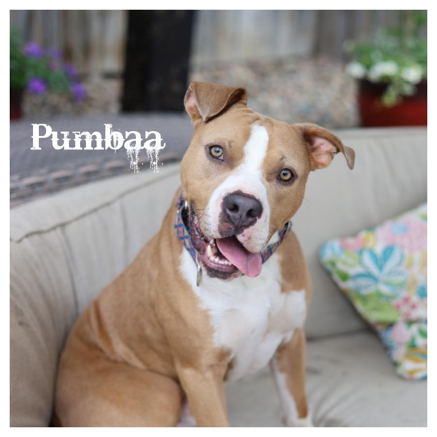 Enlarge Pumbaa, an adopted mixed breed in Sioux Falls, SD image 4/6