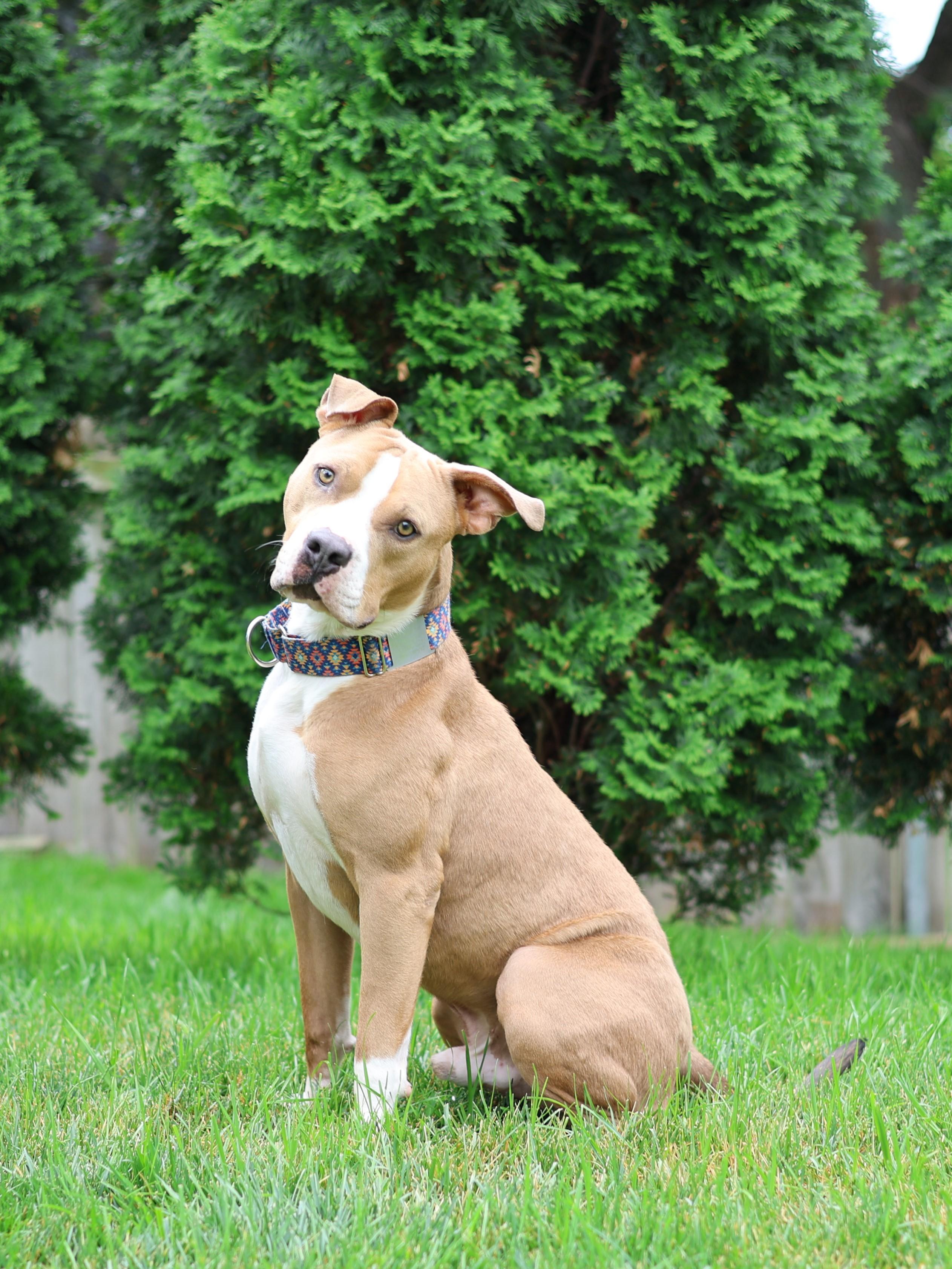 Enlarge Pumbaa, an adopted mixed breed in Sioux Falls, SD image 5/6