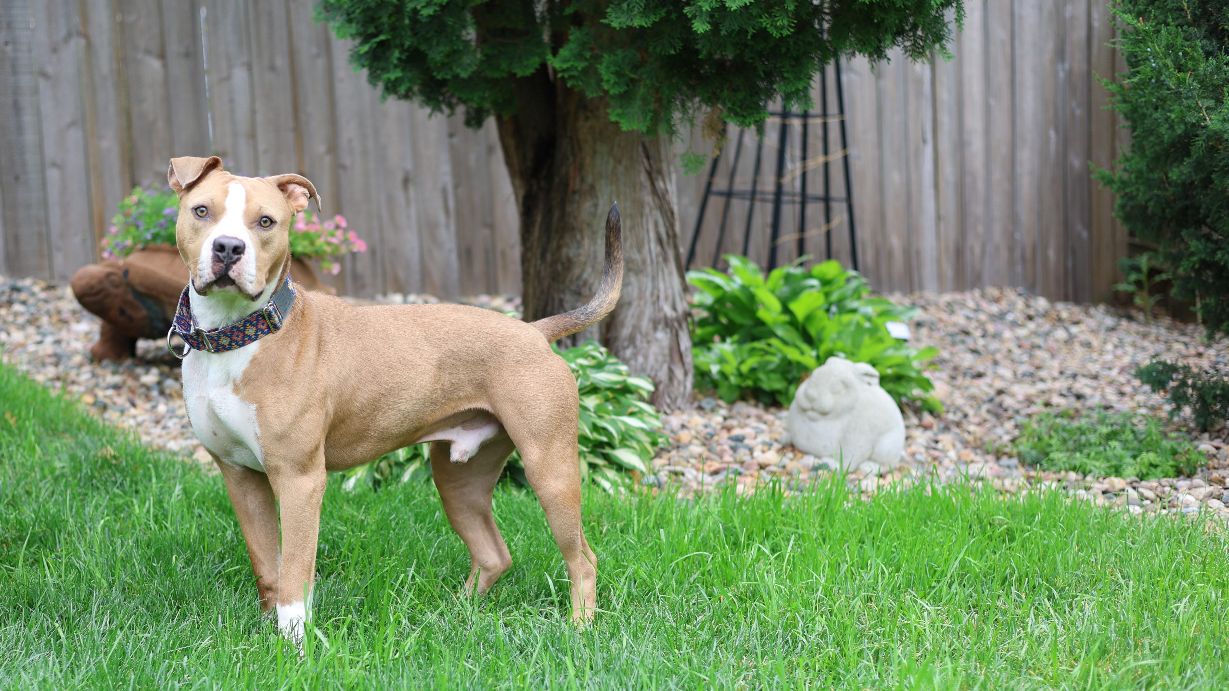 Enlarge Pumbaa, an adopted mixed breed in Sioux Falls, SD image 2/6