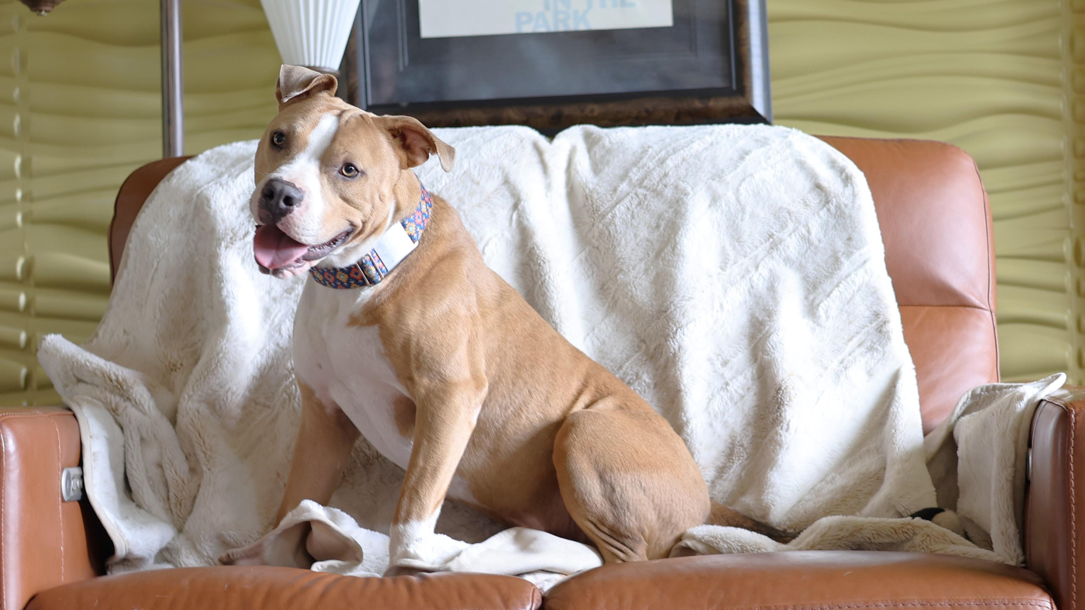 Enlarge Pumbaa, an adopted mixed breed in Sioux Falls, SD image 6/6