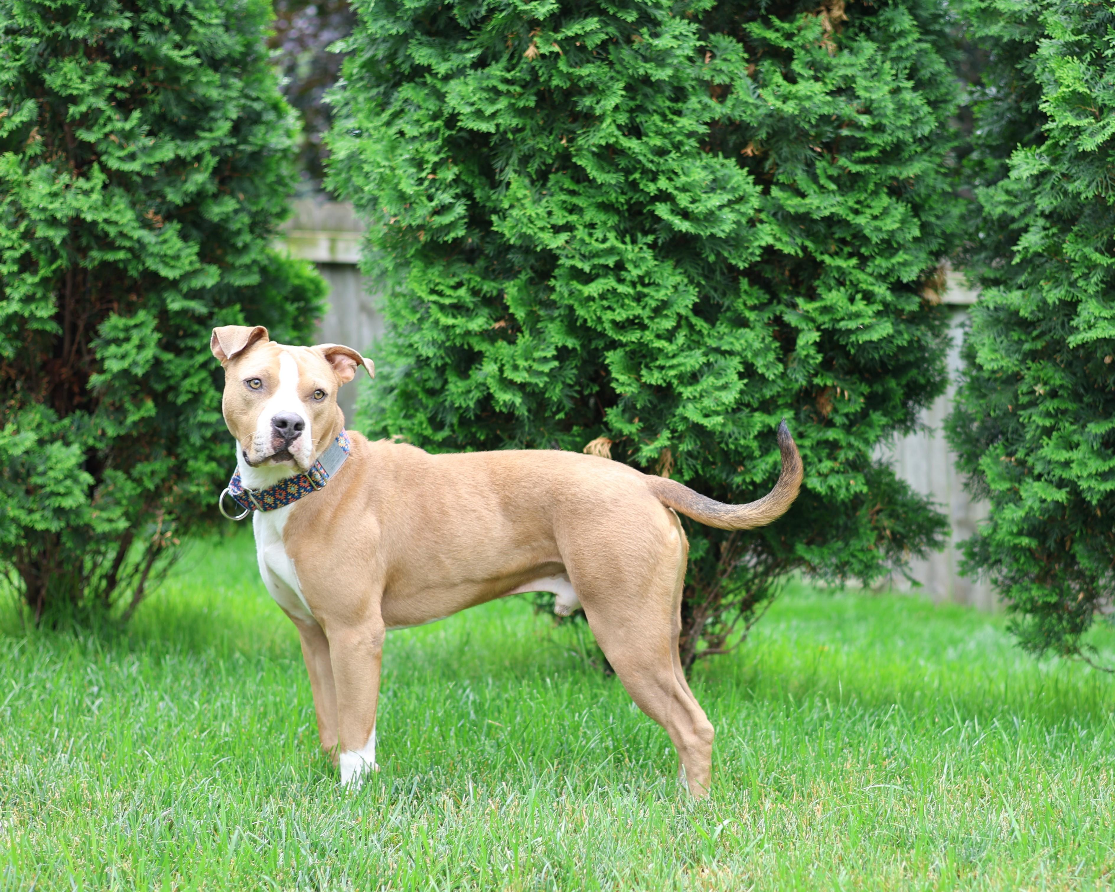 Enlarge Pumbaa, an adopted mixed breed in Sioux Falls, SD image 3/6