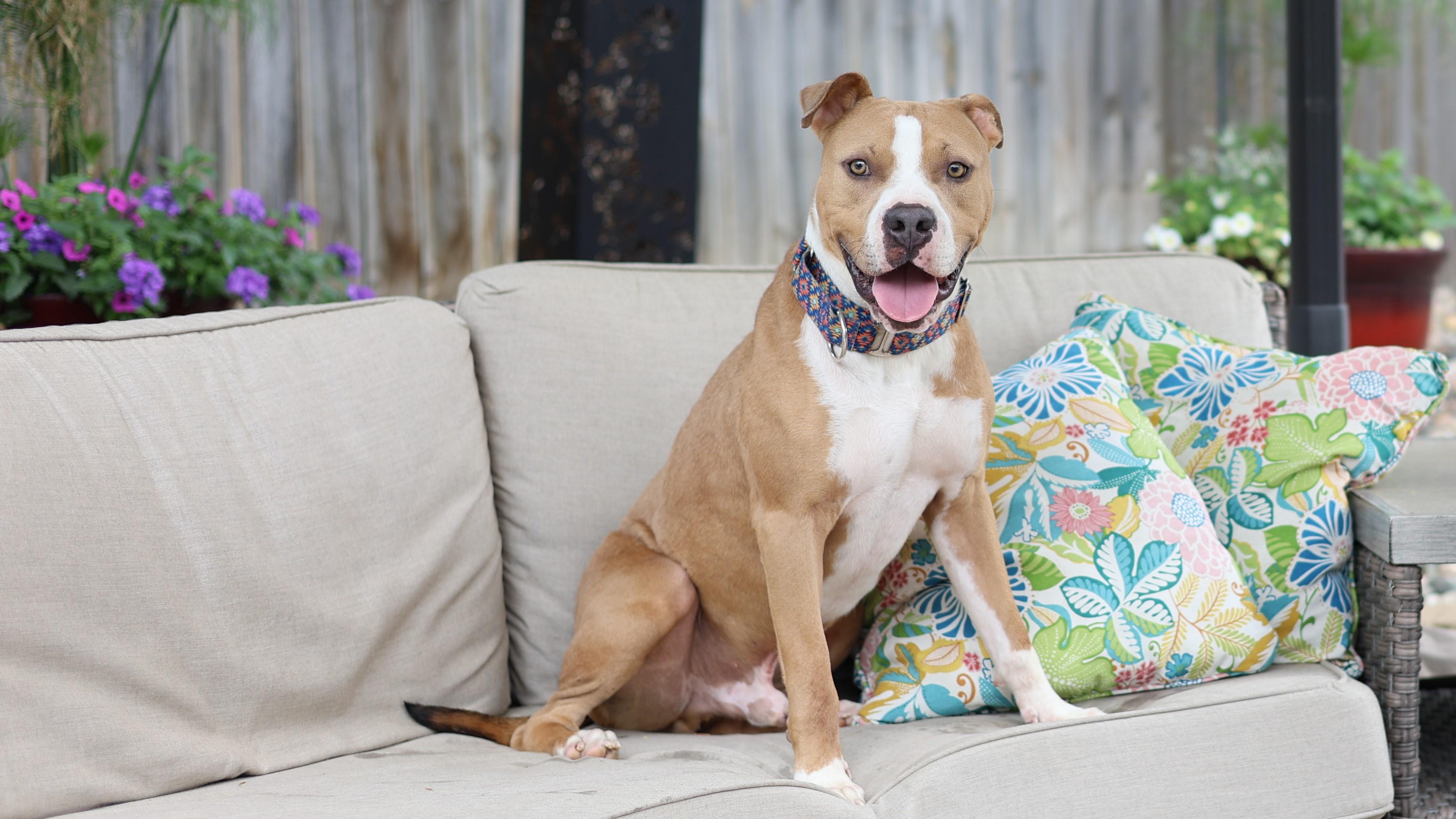 Enlarge Pumbaa, an adopted mixed breed in Sioux Falls, SD image 1/6
