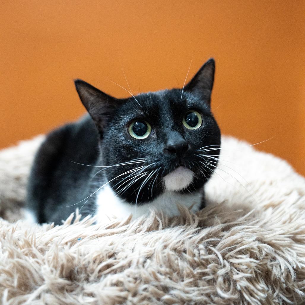 Enlarge Shamu, a Adoptable Domestic Short Hair in Gainesville, GA image 1/3