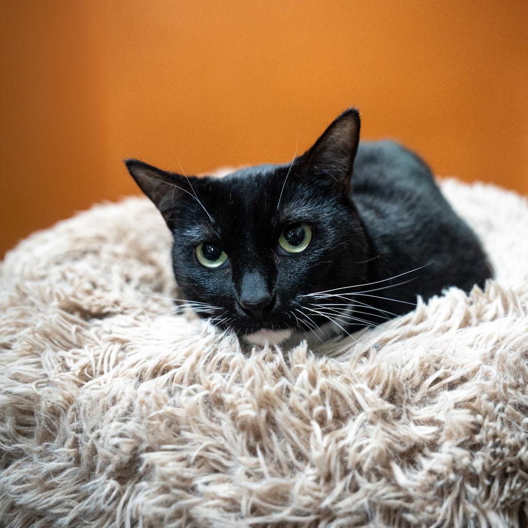 Enlarge Shamu, a Adoptable Domestic Short Hair in Gainesville, GA image 2/3
