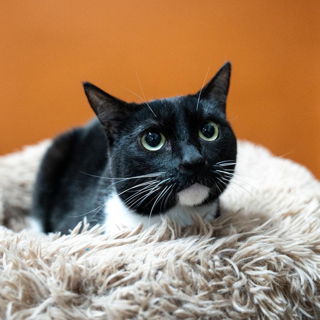 Enlarge Shamu, a Adoptable Domestic Short Hair in Gainesville, GA image 3/3