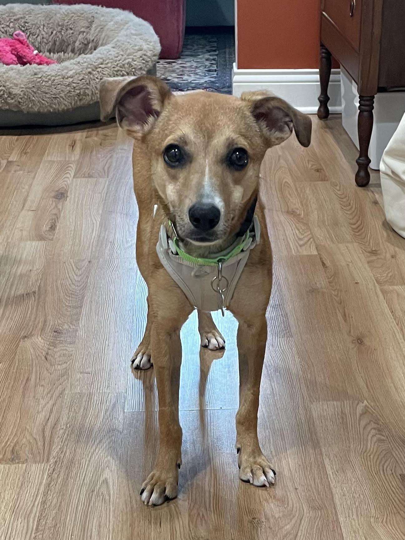 Enlarge Edie, an adoptable mixed breed in Palatine, IL image 3/5