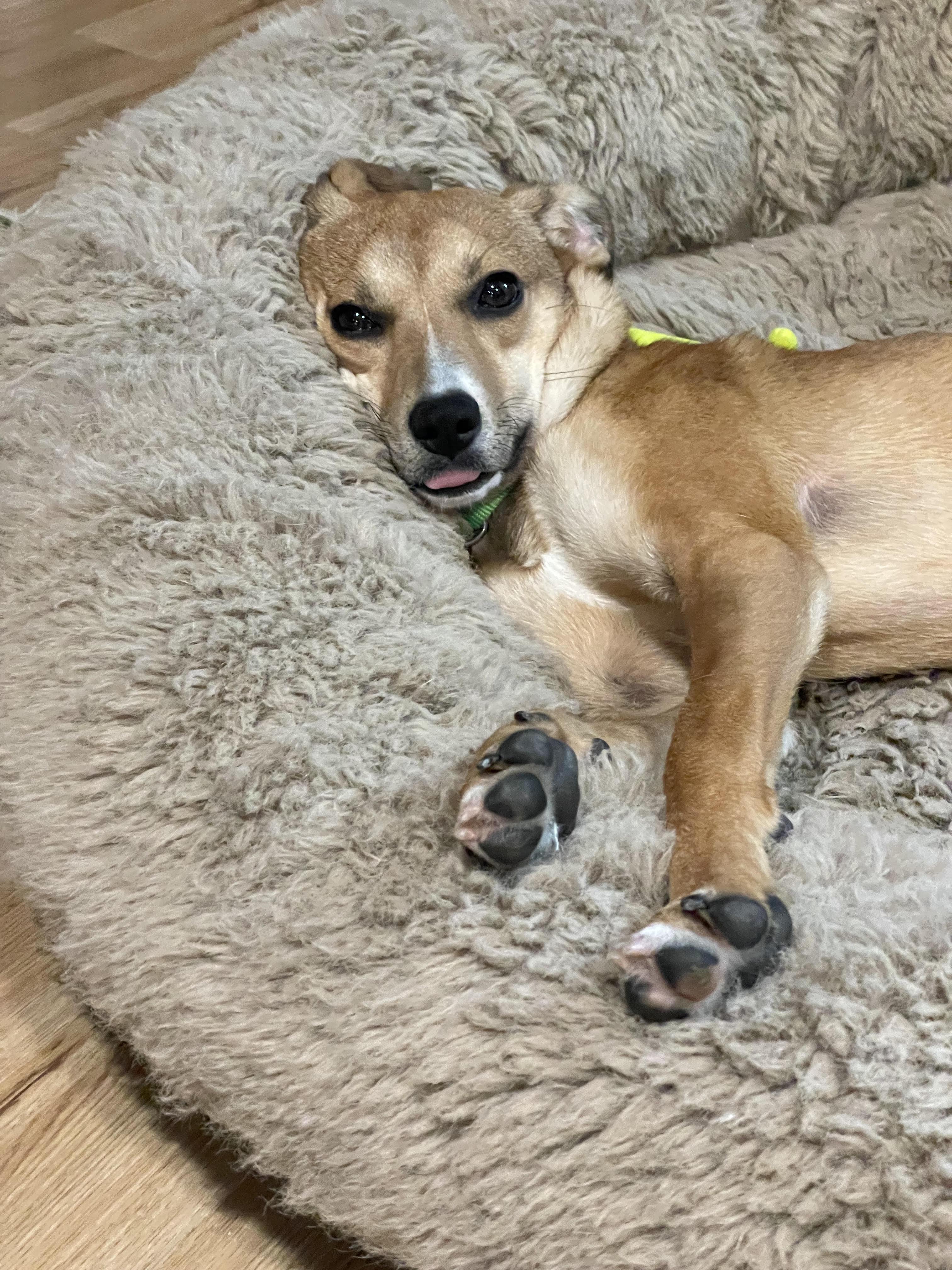 Enlarge Edie, an adoptable mixed breed in Palatine, IL image 2/5