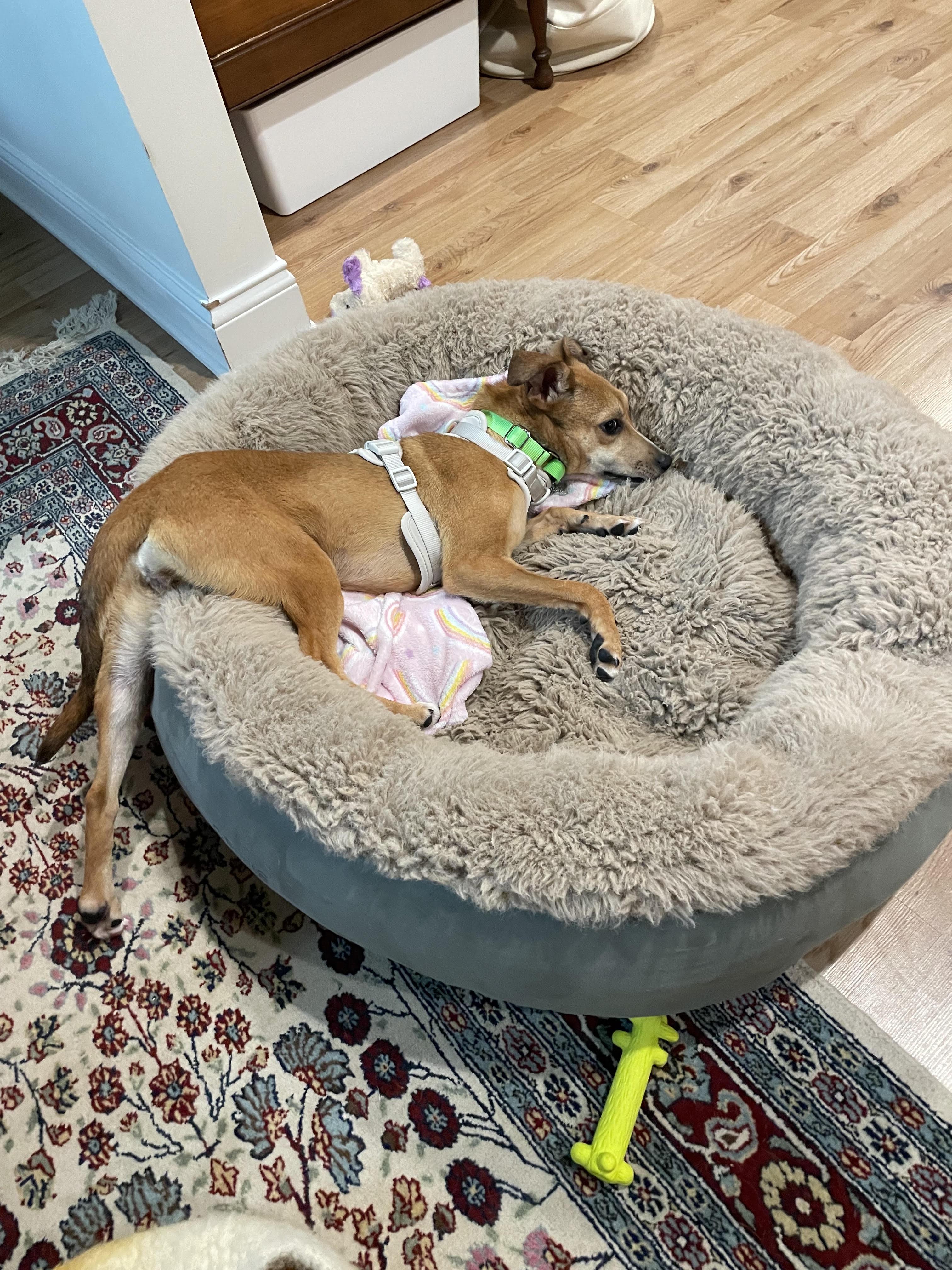 Enlarge Edie, an adoptable mixed breed in Palatine, IL image 4/5