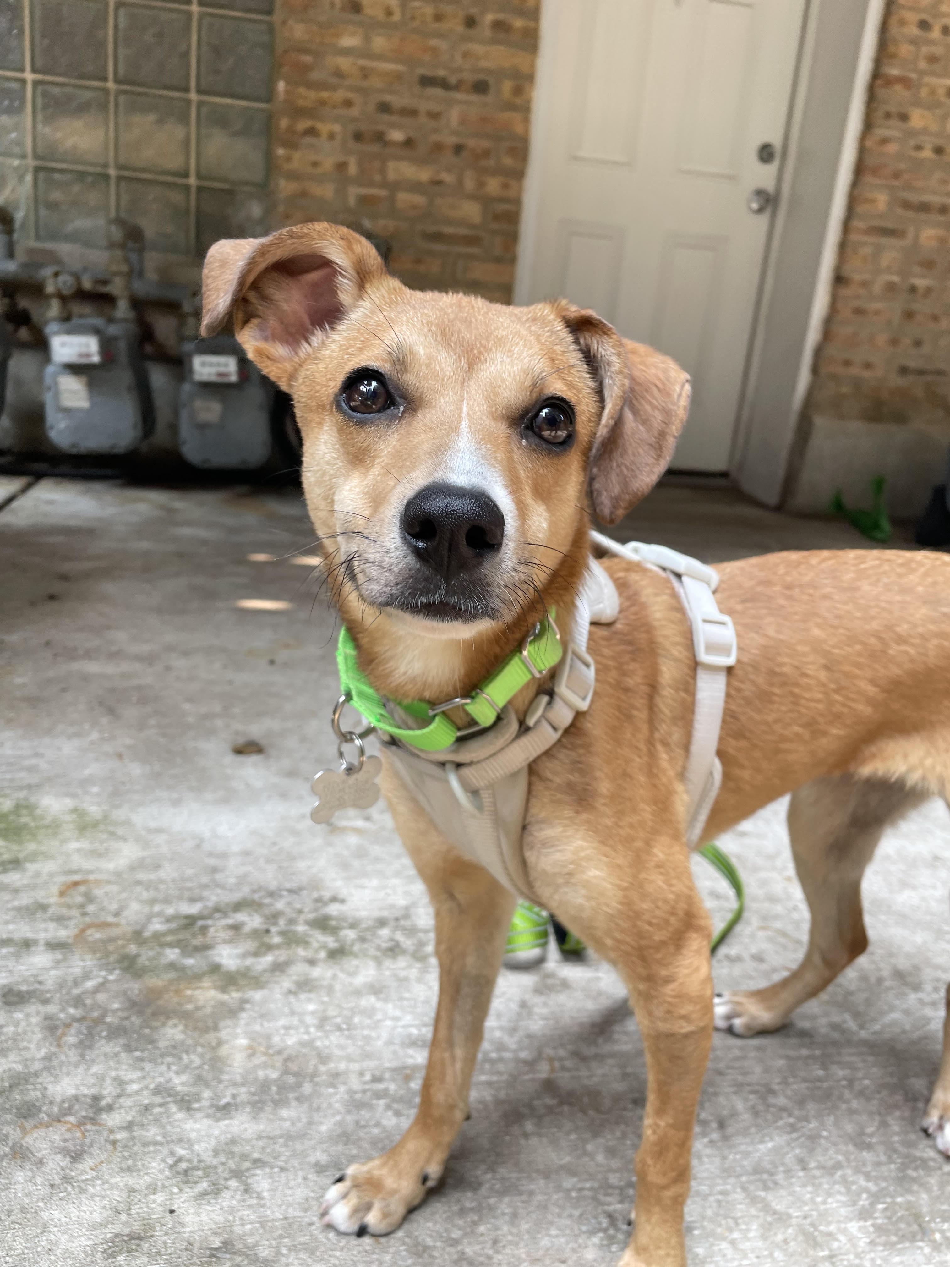 Edie, adoptable, Young Female Terrier & Mixed Breed.