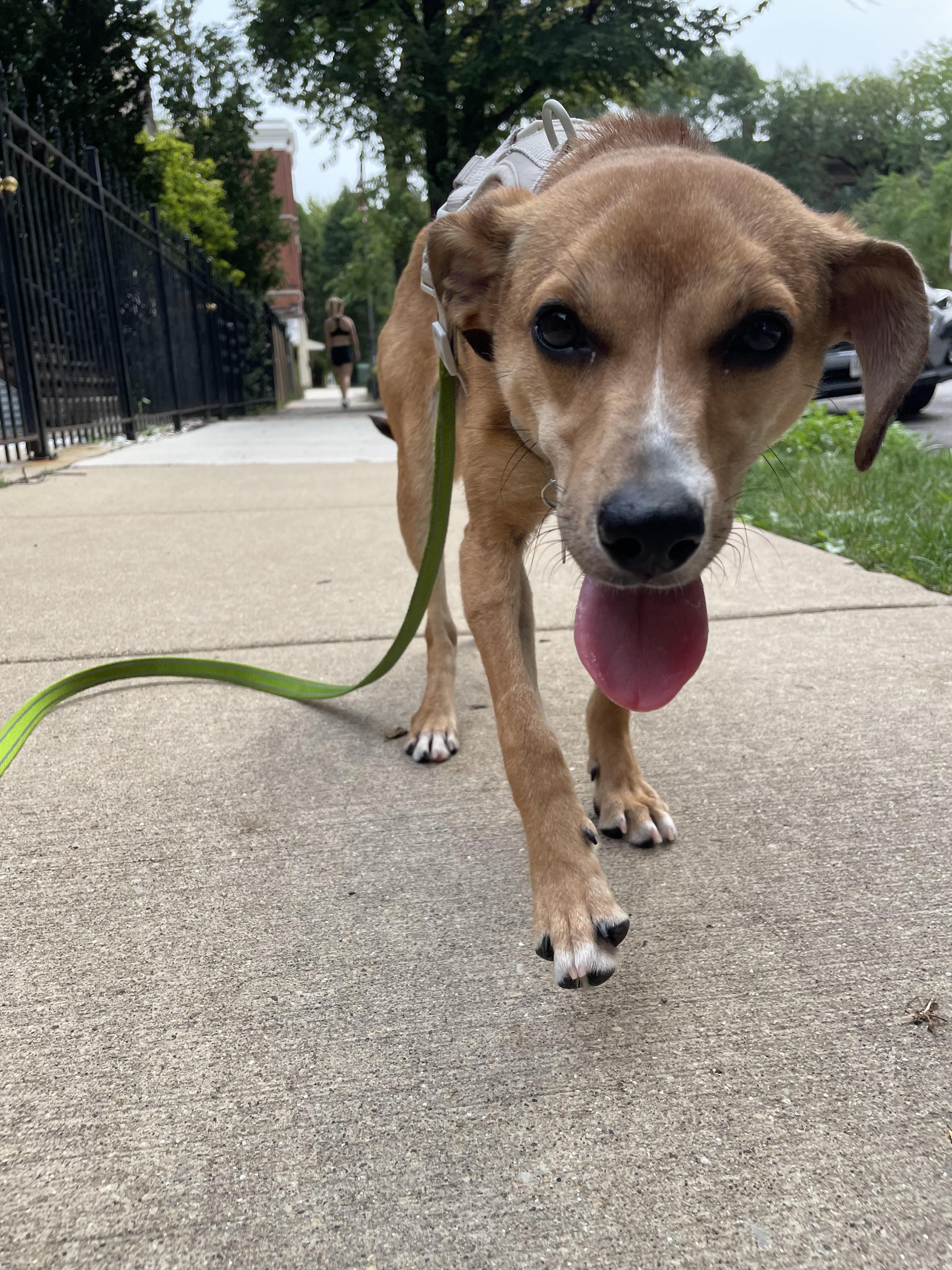 Enlarge Edie, an adoptable mixed breed in Palatine, IL image 5/5