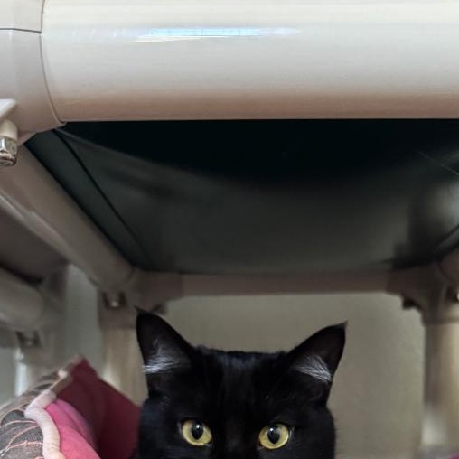 Verbena, a ADOPTABLE Domestic Short Hair in Greensburg, PA image 2/4