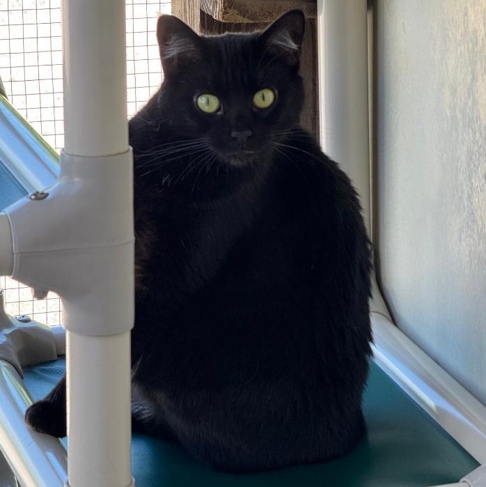 Verbena, a ADOPTABLE Domestic Short Hair in Greensburg, PA image 3/4