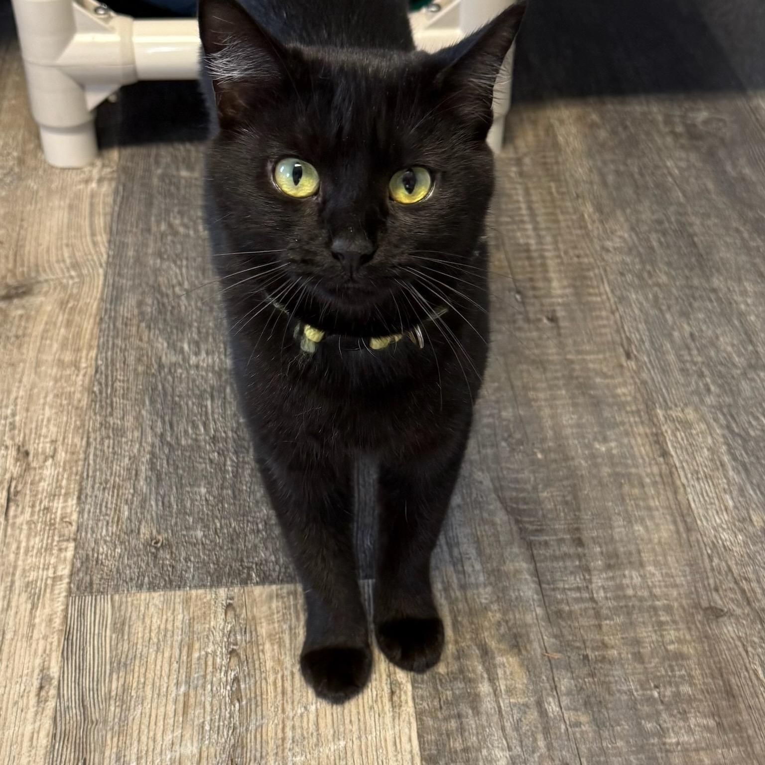 Verbena, ADOPTABLE, Young Female Domestic Short Hair.