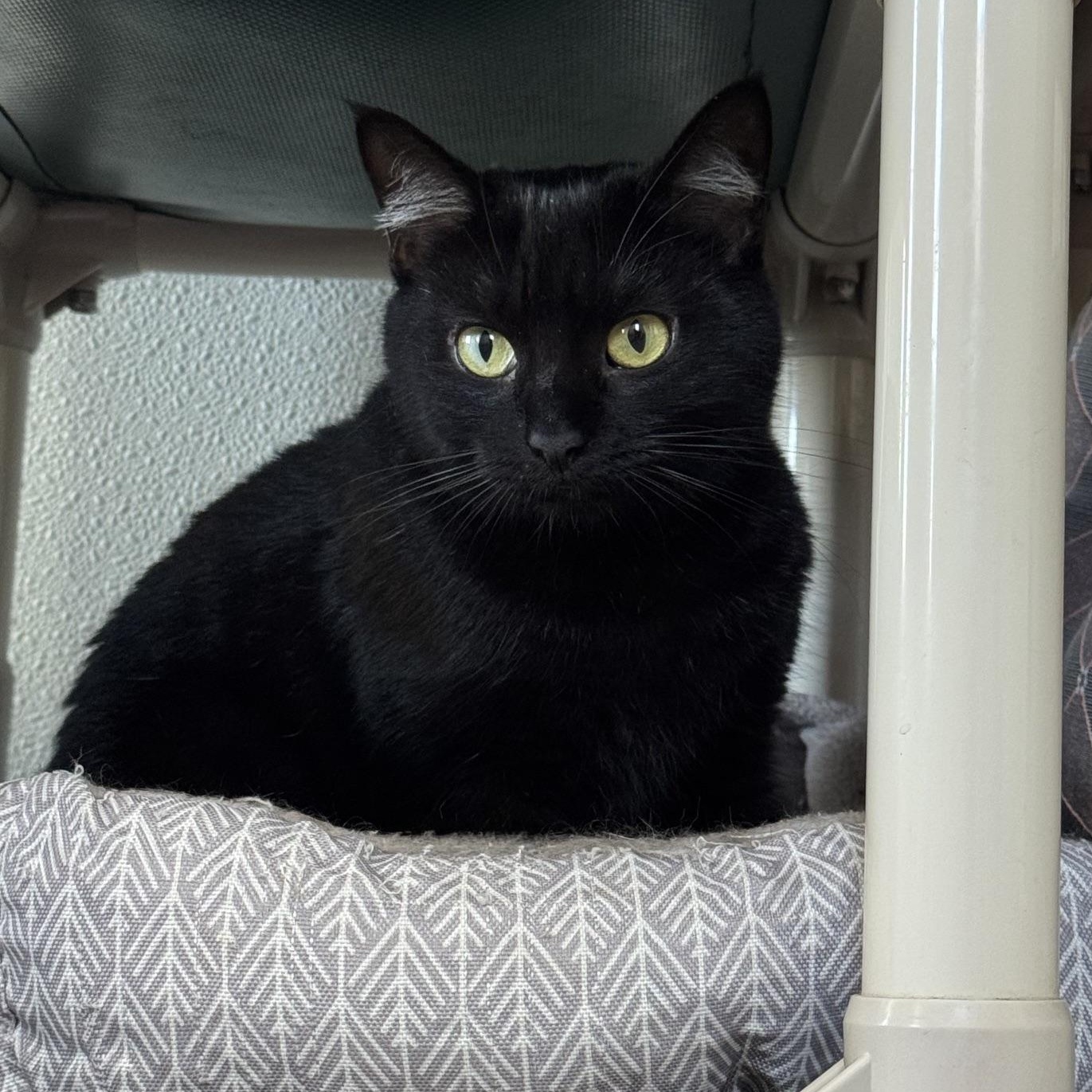 Verbena, a ADOPTABLE Domestic Short Hair in Greensburg, PA image 4/4