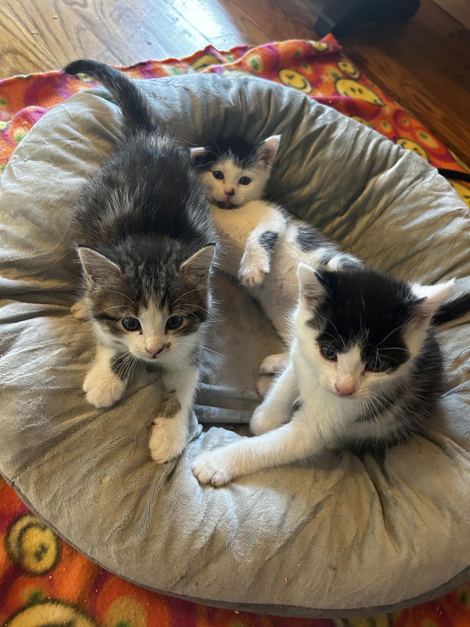 Houston, Adopted, Young Male Domestic Medium Hair.