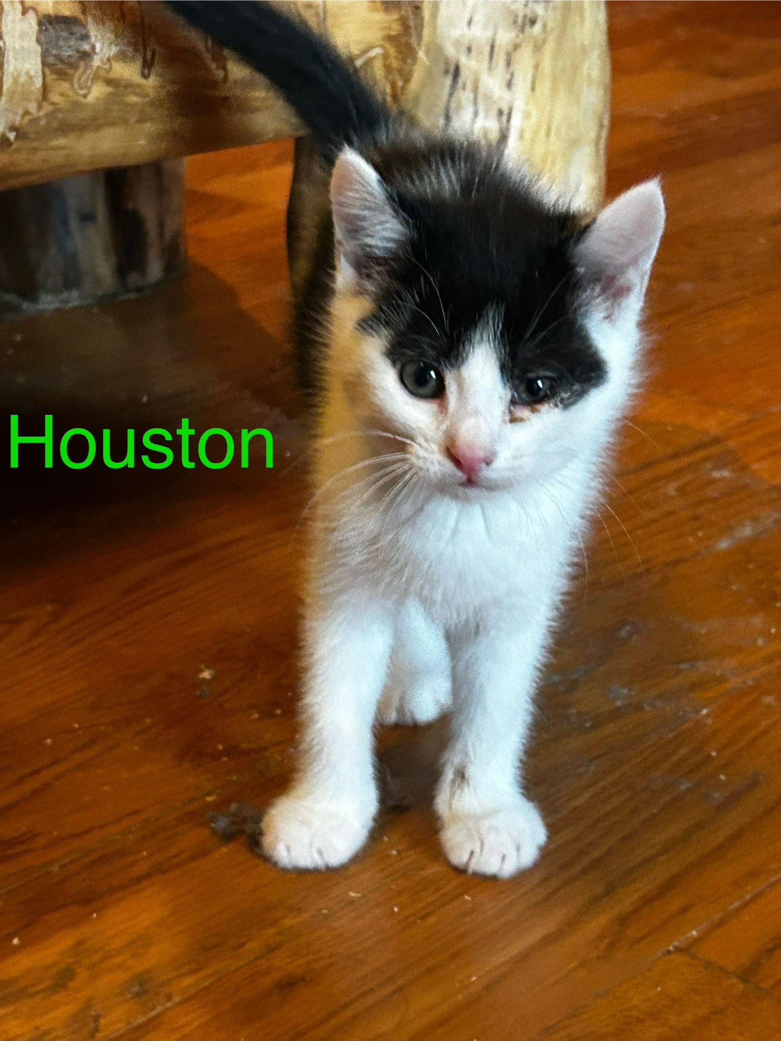 Houston, a Adopted Domestic Medium Hair in Absecon, NJ image 2/2