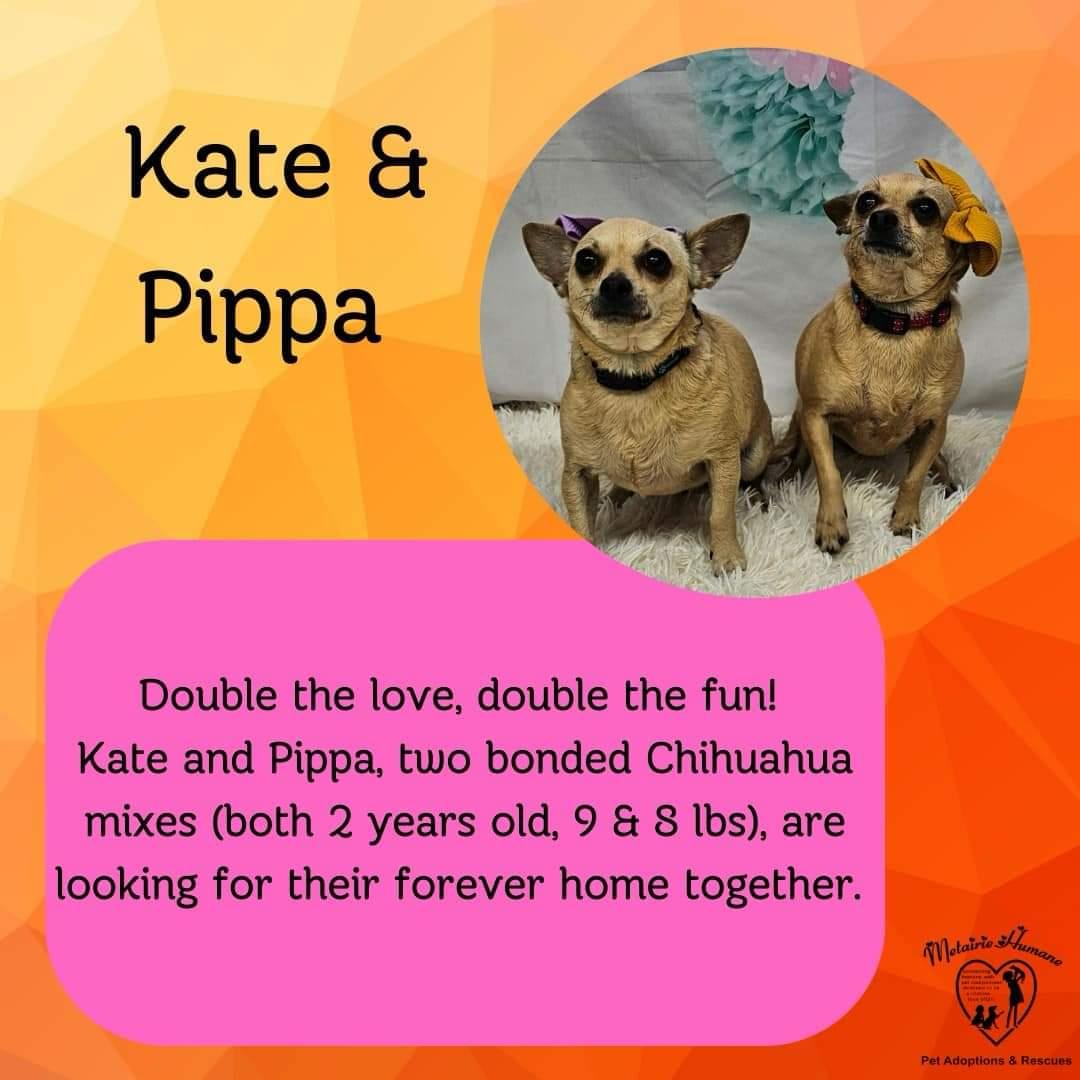 Enlarge Kate & Pippa, a Adopted Chihuahua in Metairie, LA image 1/3