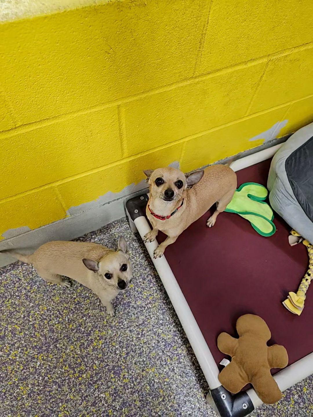 Enlarge Kate & Pippa, a Adopted Chihuahua in Metairie, LA image 3/3