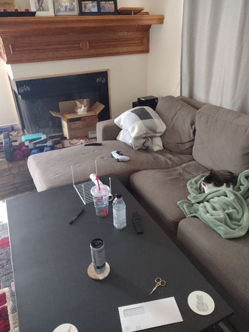 Enlarge Sabertooth, an adoptable mixed breed in Parker, TX image 5/6