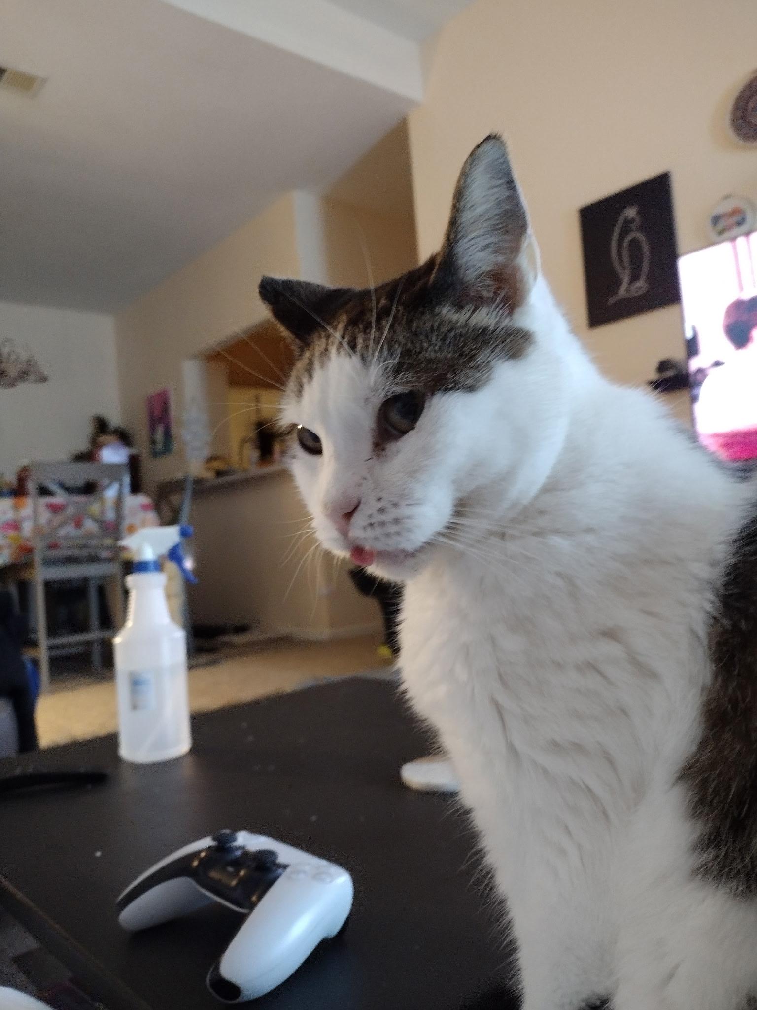 Enlarge Sabertooth, an adoptable mixed breed in Parker, TX image 2/6