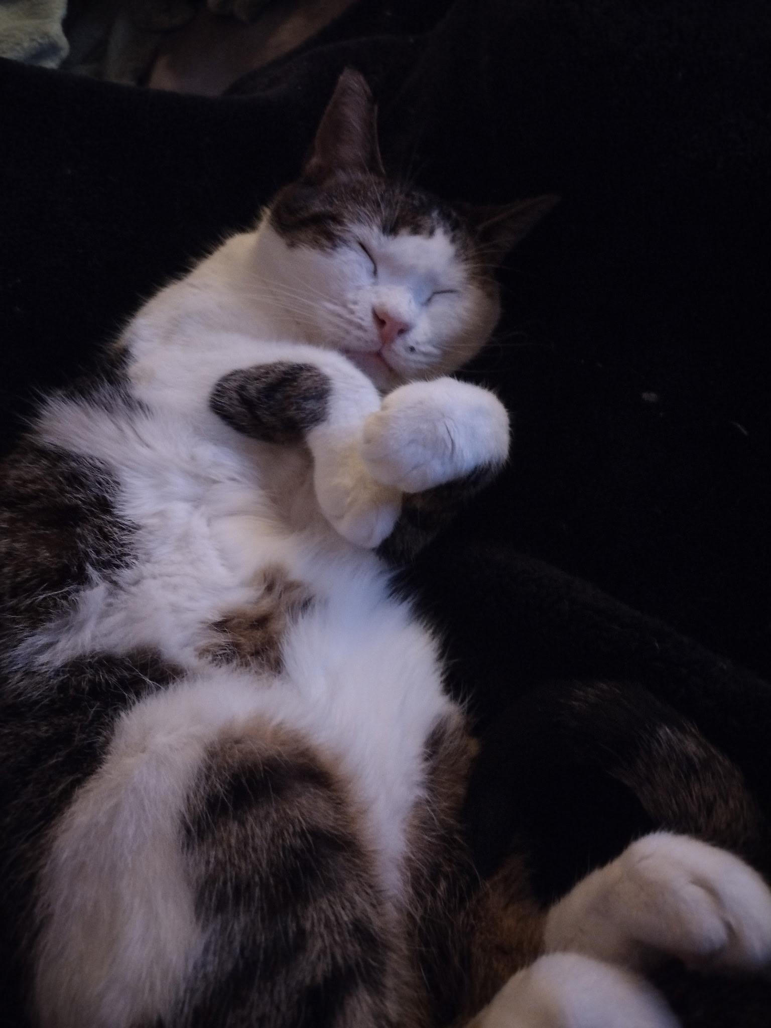 Enlarge Sabertooth, an adoptable mixed breed in Parker, TX image 1/6